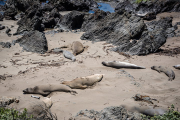 Northern California Sea Lions