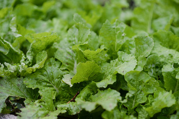 Fresh green lettuce from the farm