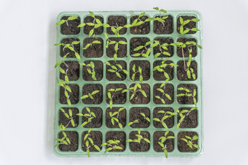 Sowing with young seedlings of tomatoes germinating