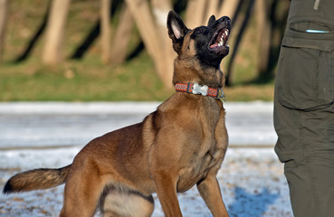 Malinois puppy playing with a man
