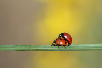 Pieridae / Orakkanat / / Gonepteryx rhamni