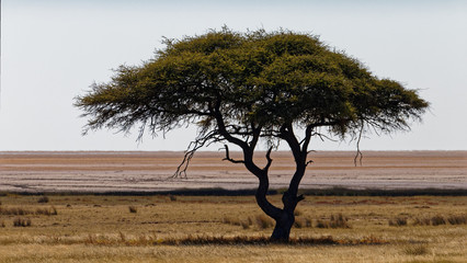 A lone camel thorn tree, Etosha National Park.