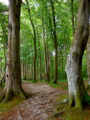 Forest path in spring