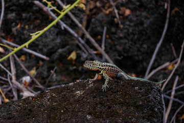 A Lava Lizard Tropidurus sp. in the Galapagos Islands Isabela Island 
