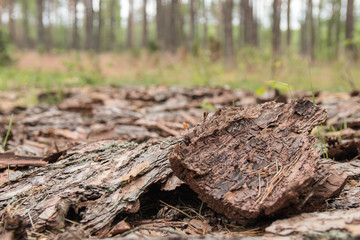 Baumrinde im Wald