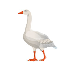Walking white goose