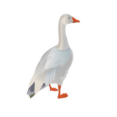 White goose vector