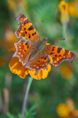 Polygonia interrogationis, the question mark butterfly on a yellow flower.