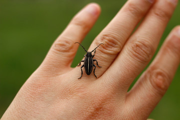 bug in hand