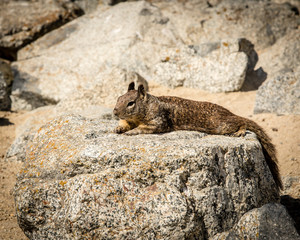 Monterey Squirrels