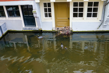 Fototapeta na wymiar Coot family build their nest of waste material in front of the door of a canal house in Delft, Netherlands.