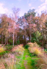 Trees in the fields of Holland on a cloudy day