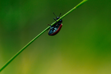 Macro photo of Ladybug in the green grass. Macro bugs and insects world. Nature in spring concept. facing sky