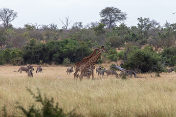Fototapeta premium Giraffe 16