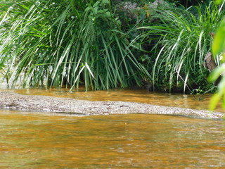 Orilla del rio 5