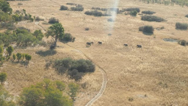 Wildlife aerial Okavango Delta Botswana Africa