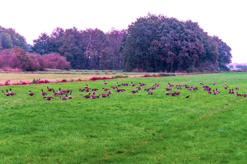 Trees in the fields of Holland on a cloudy day