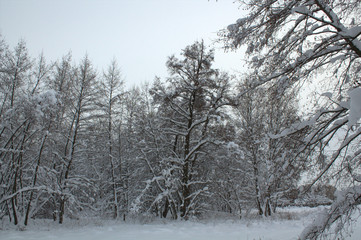 snow in the winter forest, snow covered trees