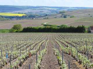 Fototapeta na wymiar Croissance de la vigne au printemps, en Champagne (France)