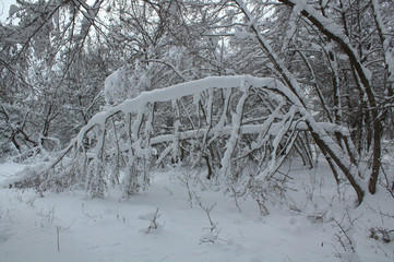 snow in the winter forest, snow covered trees