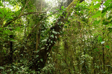 bosque