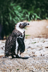 Fototapeta premium Manchot du Cap