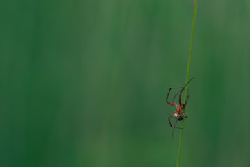 Red spider climbing on a green straw. tiny mini spider close up on a green background. Theridiidae spider on action