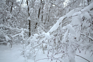 snow in the winter forest, snow covered trees