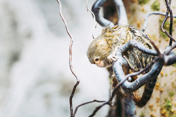 Petit singe ouistiti pygmée