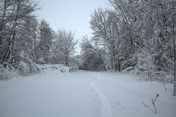 snow in the winter forest, snow covered trees