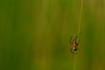 Red spider climbing on a green straw. tiny mini spider close up on a green background. Theridiidae spider on action