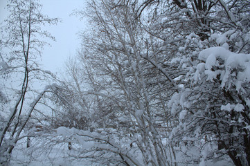 snow in the winter forest, snow covered trees