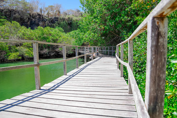 Panorama of wooden path way across the mangrove on Isabela Island, Galapagos Islands