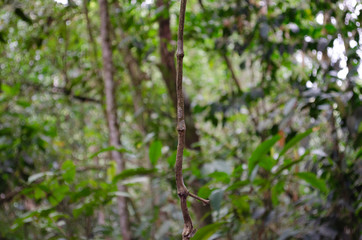 Fototapeta premium árbol