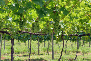 Grapevine full of bunches of green grapes