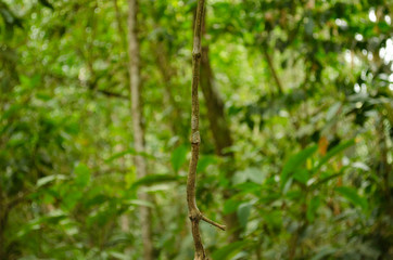 bosque
