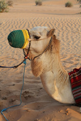 Camel outfitted for a trip and decorated with a cloth lie on the sand in the desert
