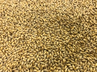 ピルスナー麦芽