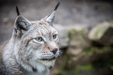 Portrait d'un lynx