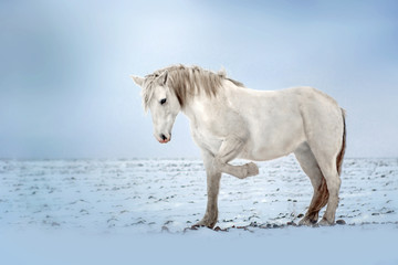 Obraz na płótnie Canvas white horse beautiful portrait stand winter field snow blue background