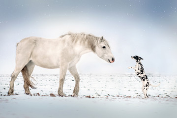 Obraz na płótnie Canvas Dalmatian dog and white horse best friends beautiful winter portrait magic look