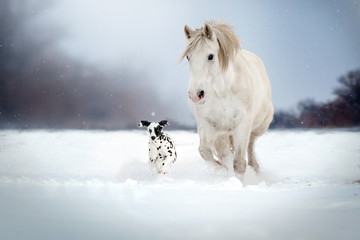 Dalmatian dog and white horse best friends beautiful winter portrait magic look