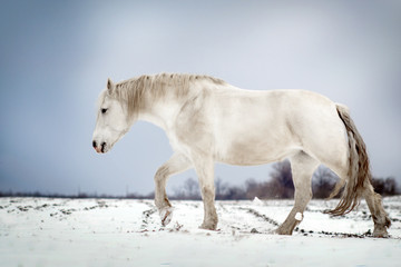 Obraz premium biały koń piękny portret stojak zima pole śnieg niebieskie tło