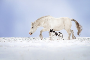  Dalmatian dog and white horse best friends beautiful winter portrait magic look