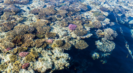 Fototapeta na wymiar Pure clear water of coral reef in the Red Sea. Rest in Sharm el Sheikh, Egypt