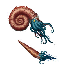 Giant ammonite and cameroceras on a white background. Giant ancient mollusks of the Cretaceous period.
