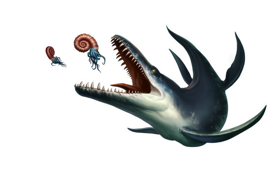 Kronosaurus was a marine reptile hunts ammonite. Ancient marine reptile dinosaur.