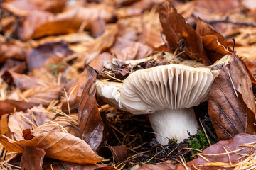 A close-up of a fungi among dead leaves on beech trees