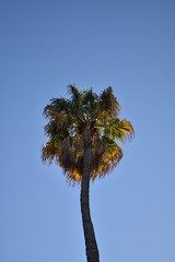 Obraz premium palm tree against blue sky
