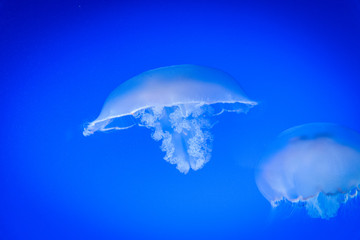 jellyfish swimming in blue water 